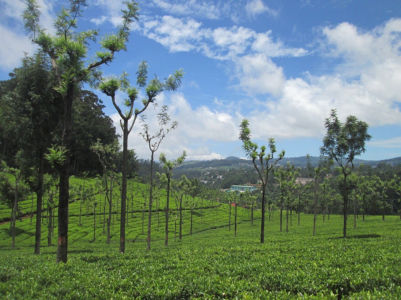 Kerala Tour Packages